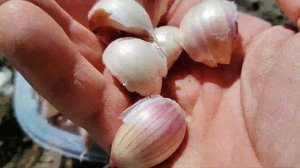 Посадка Ярового чеснока🤗