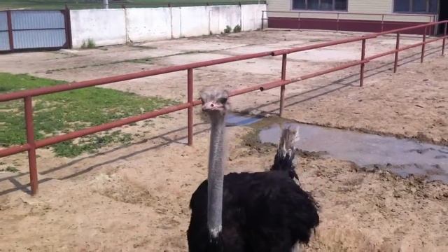 Страусы смотреть онлайн