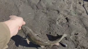 Рыбалка на реке Терек, поклёвки одновременно на две удочки...