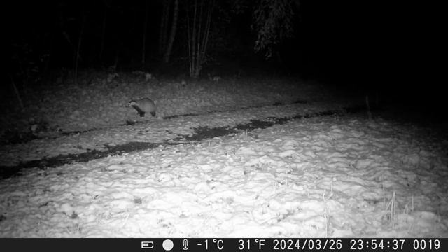 Miško žvėrys pavasarinė serija /Medžioklinė kamera/ Camera Video HC-801A/Trail Camera VideoHC-900A смотреть онлайн
