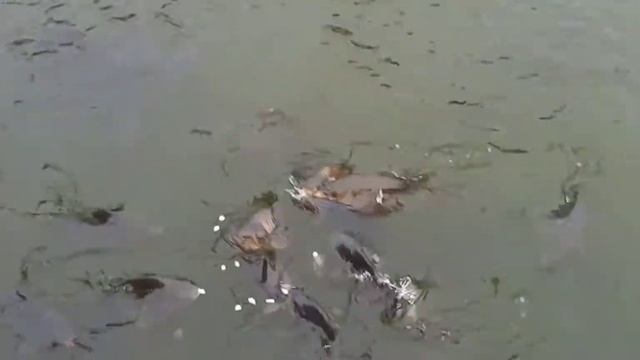 Сенсация!!! Гигантские рыбы в водах Днепра!!! / Sensation!!! Huge fish in river Dnipro!!!