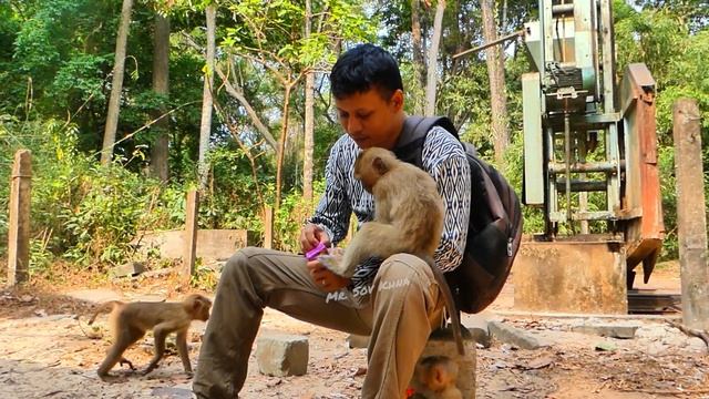 Little monkey Royston and monkey Rainbow is so smart check my my bag find milk drink смотреть онлайн