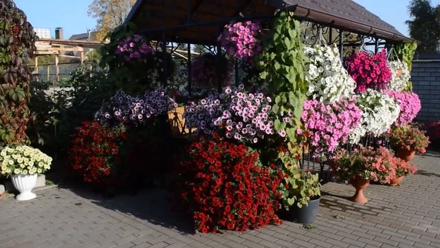 Некоторые нюансы выращивания петунии.