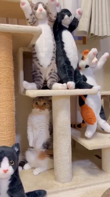 Попробуй, найди котика #shorts #shortvideo смотреть онлайн