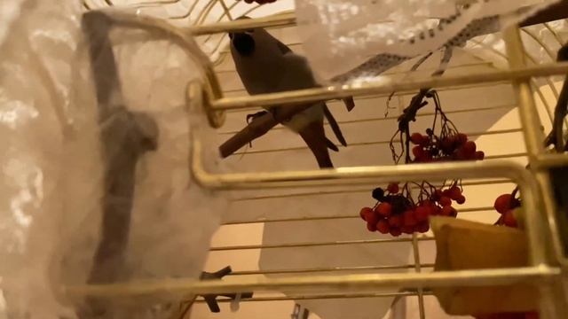 Свиристель после травмы смотреть онлайн