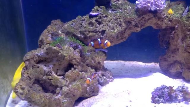 65G shallow salt water tank - 2014/07/14 смотреть онлайн