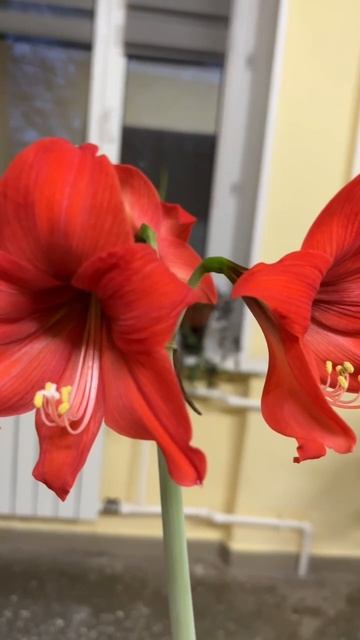 Как цветёт гиппеаструм? смотреть онлайн