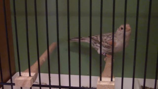 78. Agat Topas Rød Mosaik T1 - Jørn Henriksen