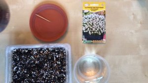 Посев на рассаду Тысячелистник махровый из семян