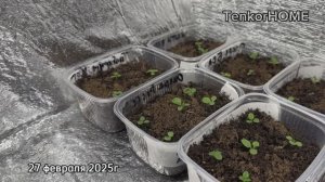 27.02.2025г, Первая подкормка петуний! Выпуск 3