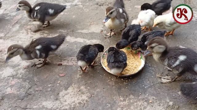 Causes Of Low Growth In Chinese Ducklings.