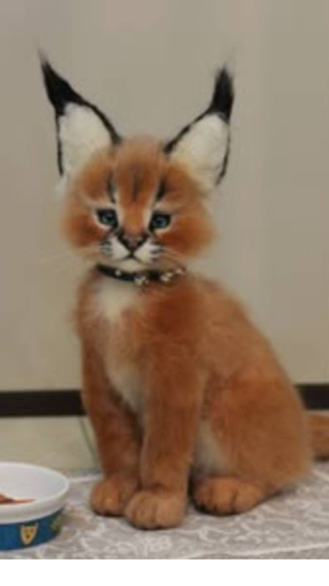 Тутор по IbisPaint