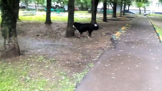 Сам себя выгуливает смотреть онлайн