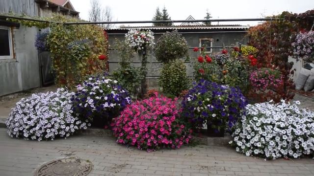 Убираю петунию, все, больше нет сил.