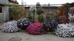 Убираю петунию, все, больше нет сил.