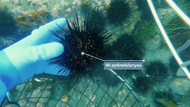 Fish Культура смотреть онлайн