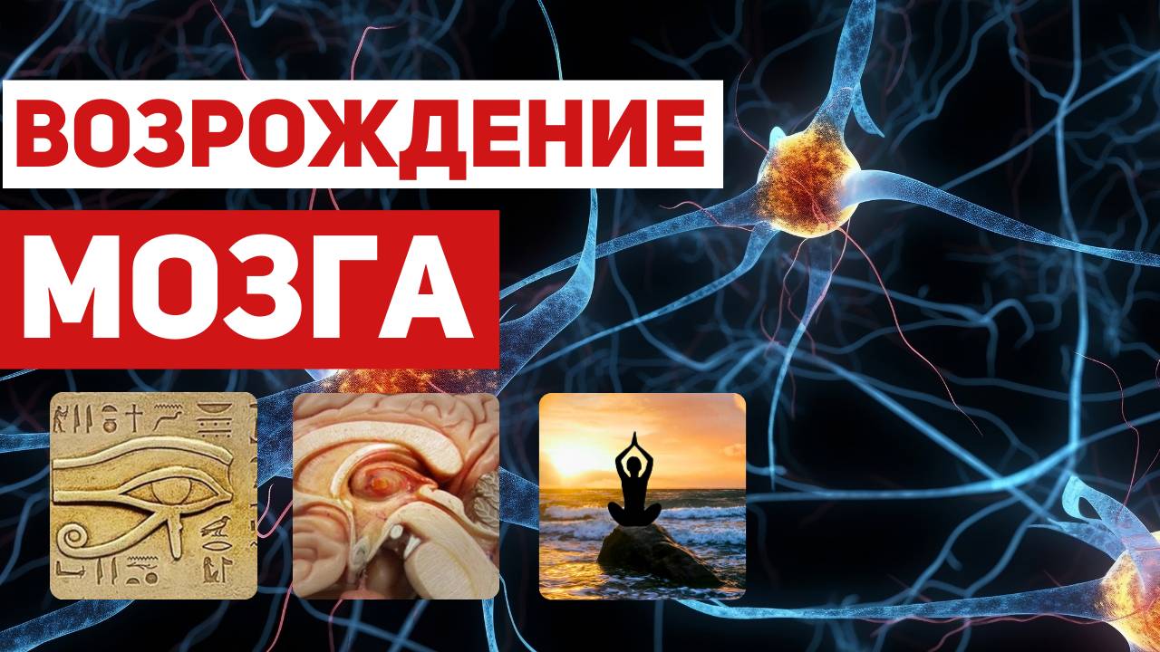 Как восстановить и улучшить работу мозга при помощи активации шишковидной железы смотреть онлайн