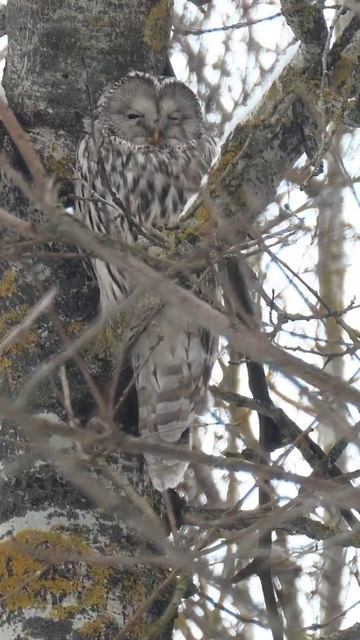 Ural owl смотреть онлайн