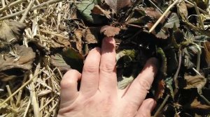 Весенняя чистка клубники.