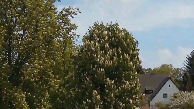 Blühender Kastanienbaum im Hof. смотреть онлайн