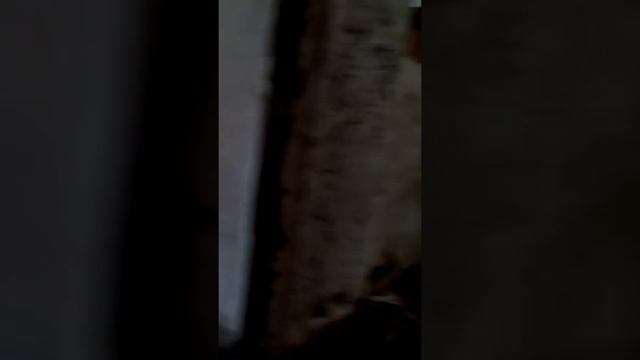 Прогулка по развалинам института генетиков 1 часть смотреть онлайн