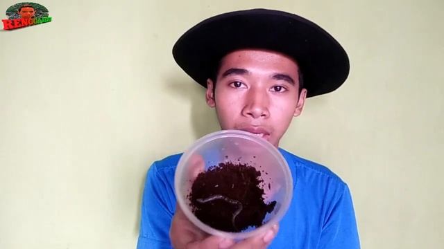 Ular Berkaki? Tanda-tanda mau kiamat? Ini penjelasannya!! ( Lygosoma Quadrupes ) смотреть онлайн