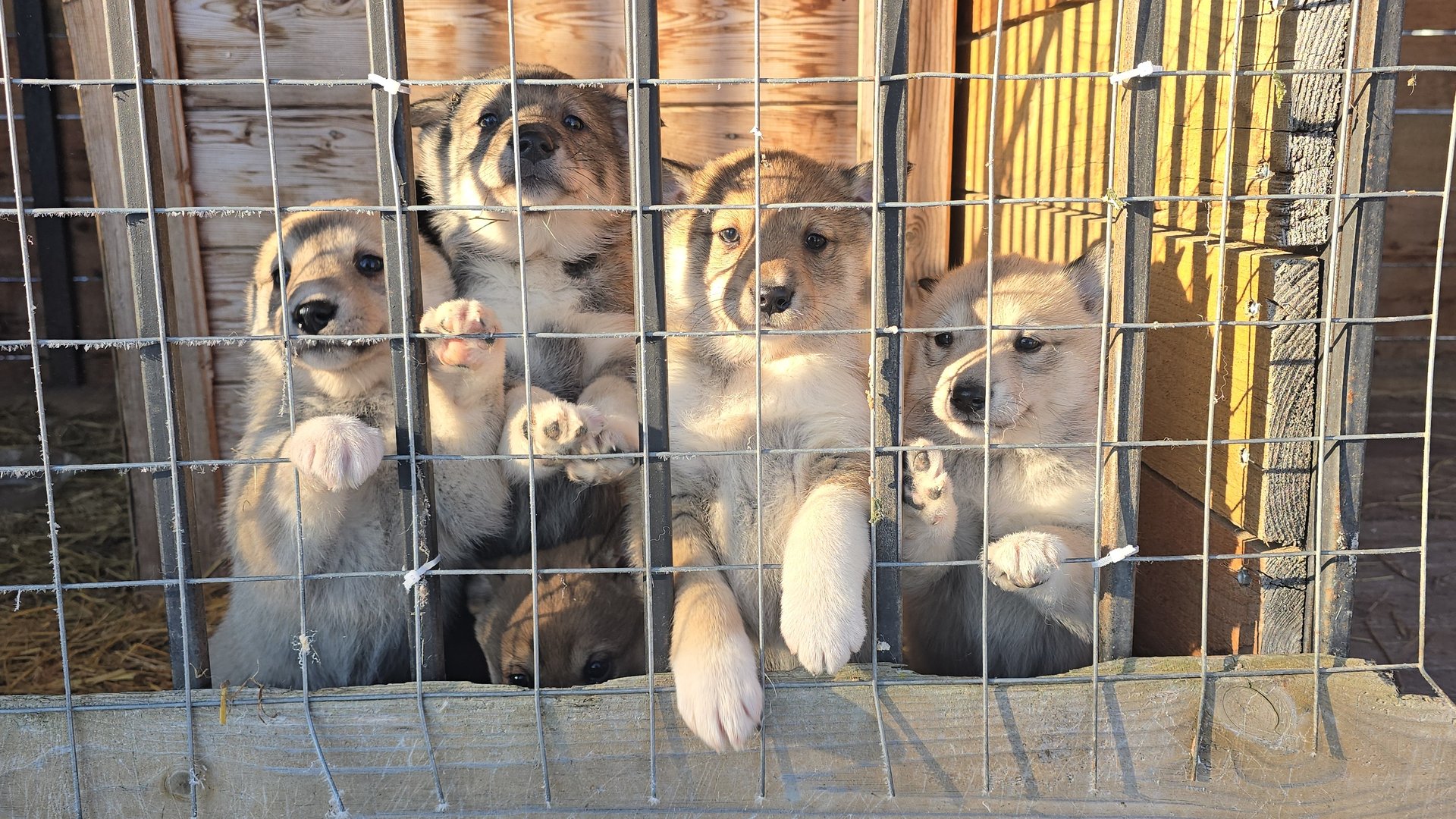 Щенки встречают с утра