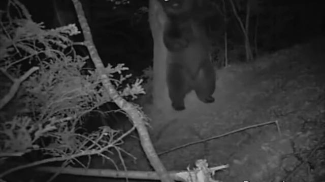 Bear dance смотреть онлайн
