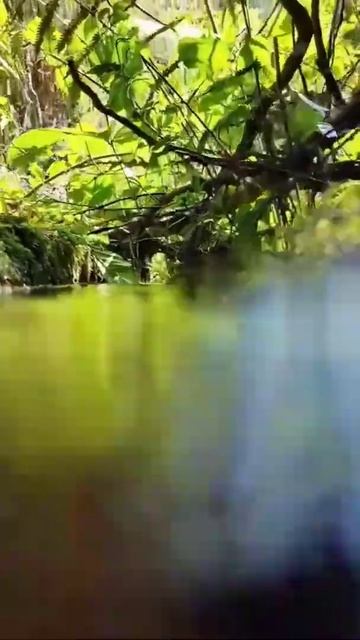 Small River in forest