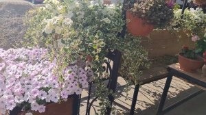 Петуния вянет, что делать?