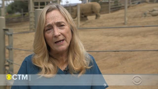 The fight to save the northern white rhino смотреть онлайн