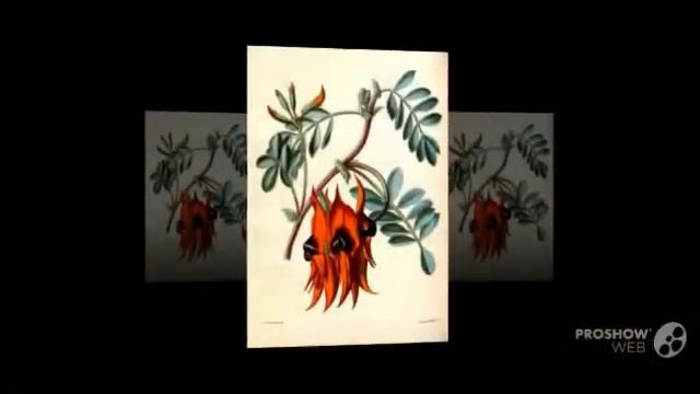 Swainsona - garden plants смотреть онлайн