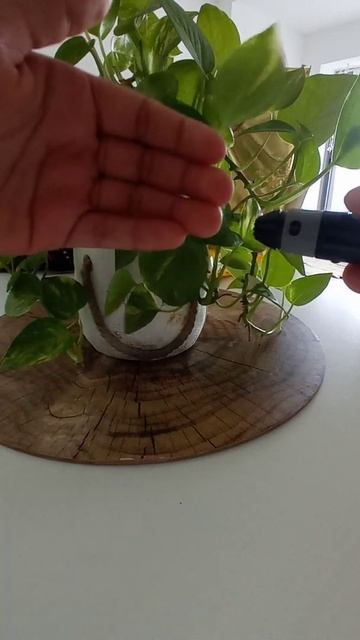 כיצד מתבצעת בדיקה סרולוגית אצל ילדים?