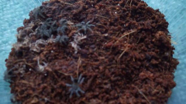 Brachypelma Albopilosum смотреть онлайн