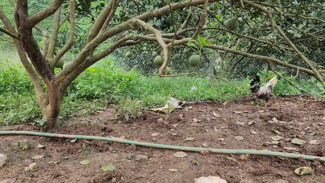 Single father: picking melons, herding pigs_kind doctor cuts hair for father and son|LyTuAnh смотреть онлайн