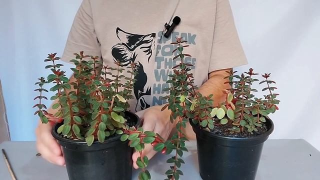 PEPEROMIA VERTICILLATA 'Red Log' - Um CHARME De SUCULENTA