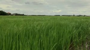 Константин Никольский - Один взгляд назад ( Ветерок )