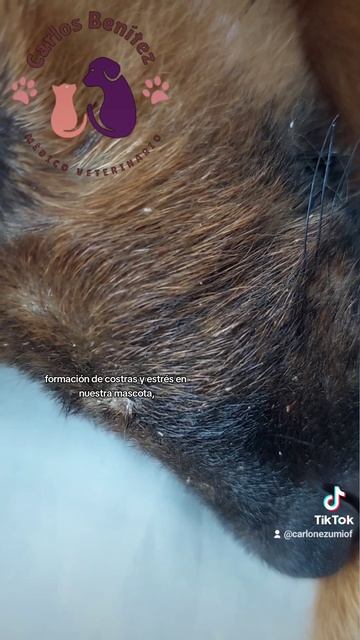 Pediculosis canina, piojos en el perro смотреть онлайн