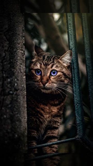 Cat Photo Editing | Adobe Photoshop | Sk creations смотреть онлайн