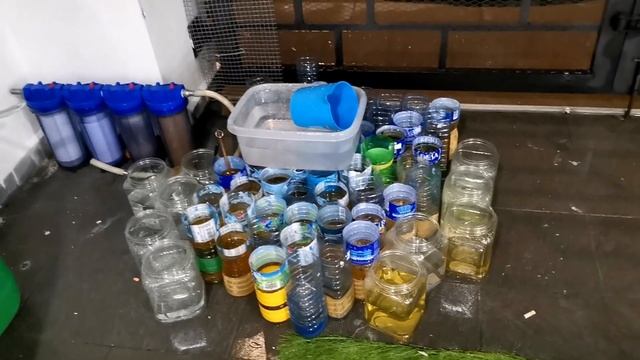 7 Teen Betta Farm//Seksyen 18 Shah alam//Badol Beli Red Dragon. смотреть онлайн