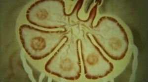 Лимфатическая система. Научный фильм эпохи СССР