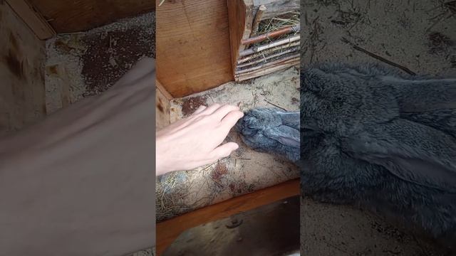 Итоги окролов Белки и Стрелки смотреть онлайн