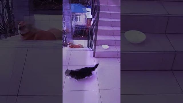 Киса и Алиса. смотреть онлайн