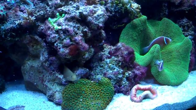 Venustus Dwarf Angel смотреть онлайн