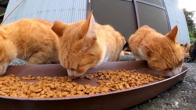 猫島の猫ちゃんたち、夕御飯です。 смотреть онлайн