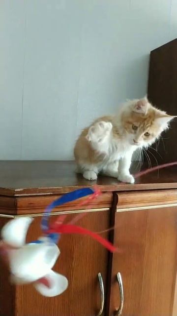 кошечка Мейн Кун 3,5 месяца от чистокровных родителей. недорого. смотреть онлайн
