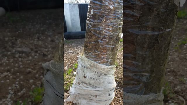 муравьи на плодовых деревьях часть 1 смотреть онлайн