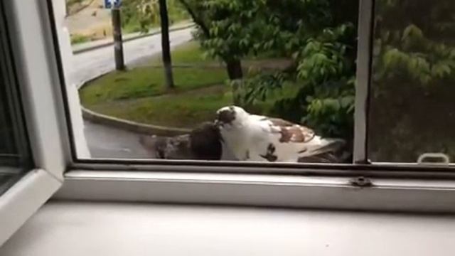 Смешные Птицы смотреть онлайн