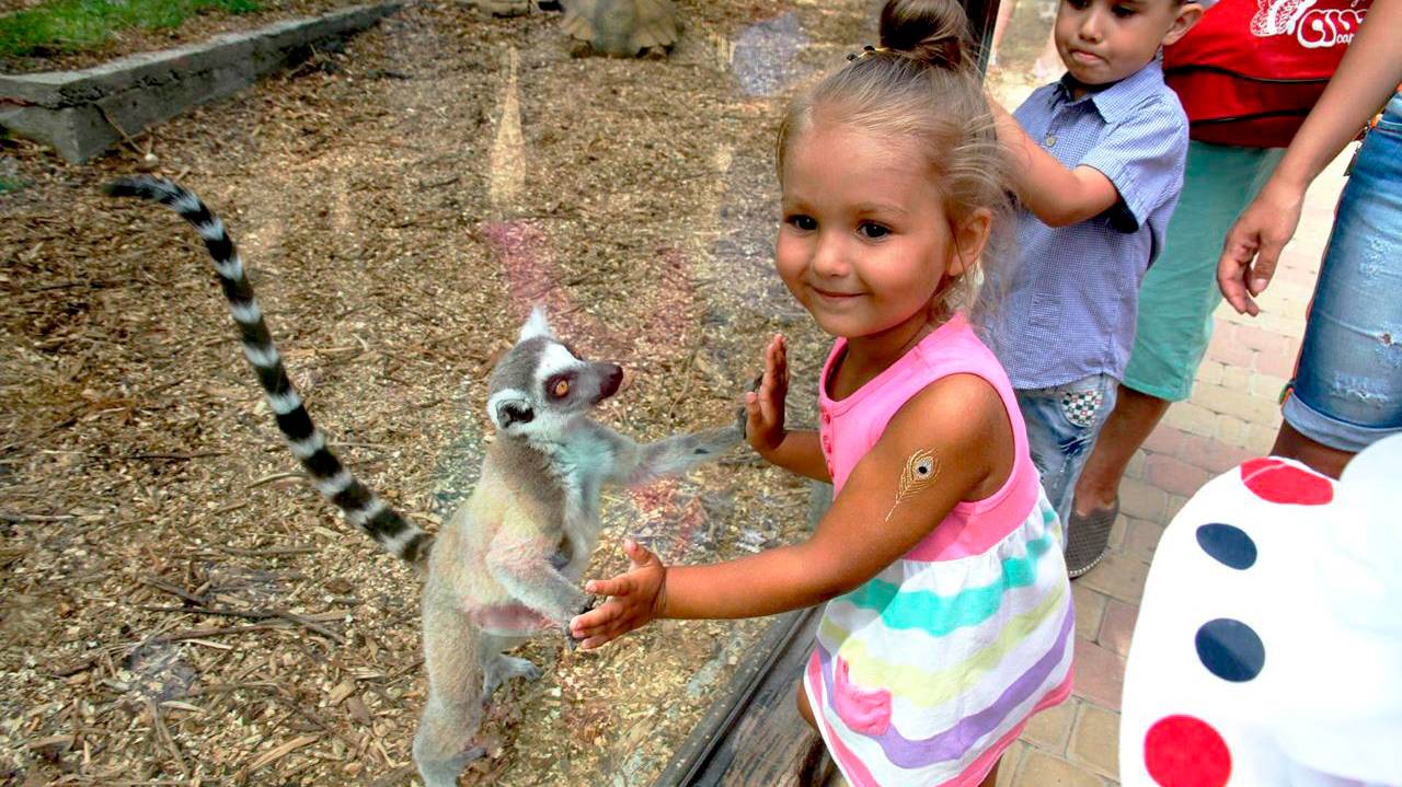 Геленджик Сафари Парк // Забавные животные ☼ ЧЕРНОЕ МОРЕ, ГЕЛЕНДЖИК 2016 День #16 смотреть онлайн
