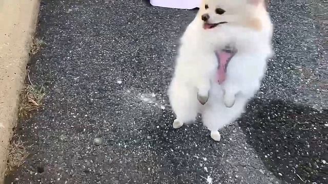 Best Small Size Dog Breeds In India | Best Small Size Dog Breeds Under 20000 смотреть онлайн